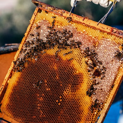 Clubul micului apicultor